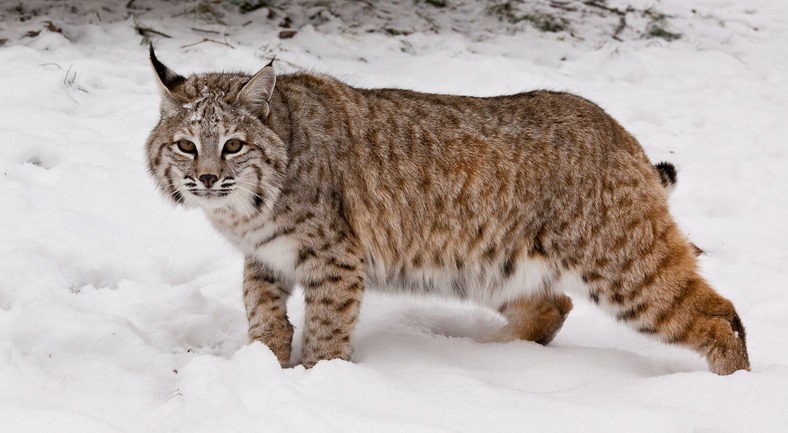 bobcat