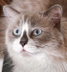 male ragdoll